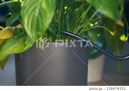 Metal spout pouring water into black pot with houseplant leaves indoors Metal spout pouring water into black pot with houseplant leaves indoors 138474332