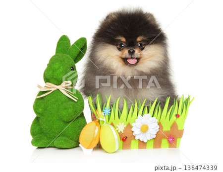 Pomeranian puppy sitting in Easter basket with green bunny Pomeranian puppy sitting in Easter basket with green bunny 138474339