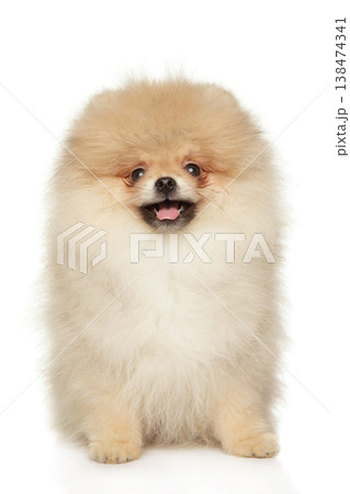 Fluffy pomeranian dog sits and smiles on plain background Fluffy pomeranian dog sits and smiles on plain background 138474341