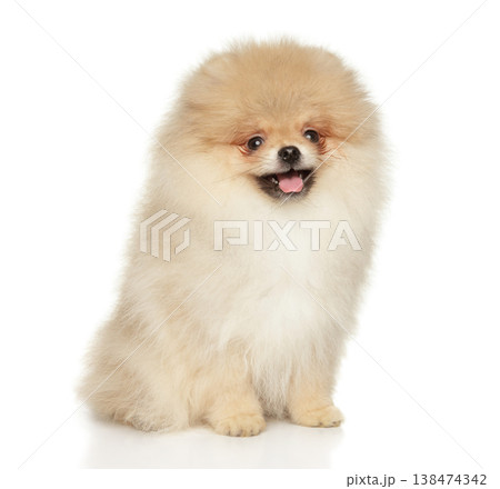 Fluffy light brown Pomeranian puppy sits with mouth slightly open Fluffy light brown Pomeranian puppy sits with mouth slightly open 138474342