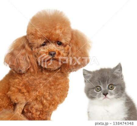 Red toy poodle and grey kitten posing side by side 138474348