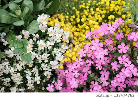 春の花壇に咲くビオラの白い花 138474762