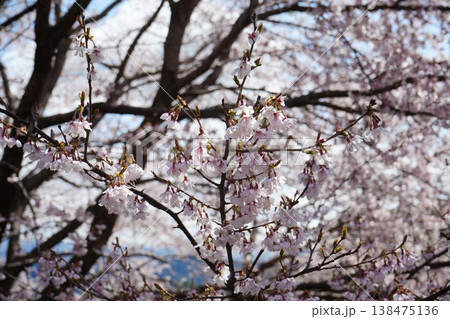 山梨県 神代公園 山高神代桜の風景 138475136