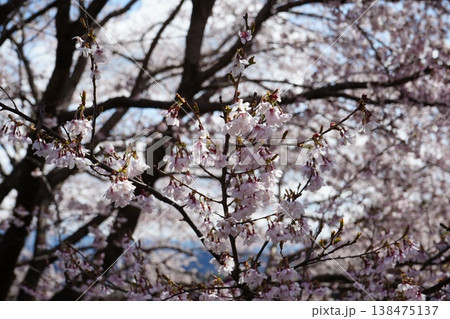 山梨県 神代公園 山高神代桜の風景 138475137
