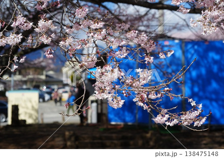 山梨県 神代公園 山高神代桜の風景 138475148
