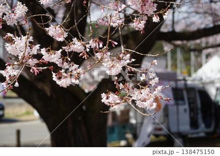 山梨県 神代公園 山高神代桜の風景 山梨県 神代公園 山高神代桜の風景 138475150