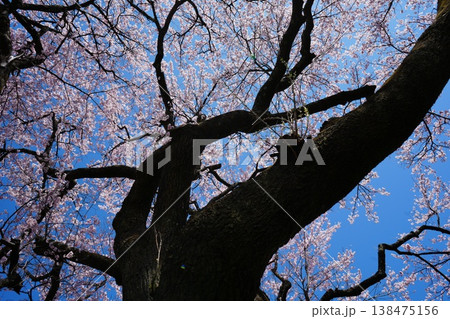 山梨県 神代公園 山高神代桜の風景 138475156