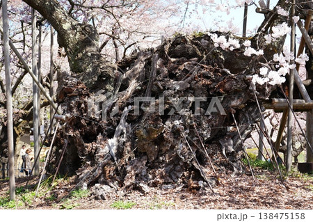 山梨県 神代公園 山高神代桜の風景 山梨県 神代公園 山高神代桜の風景 138475158