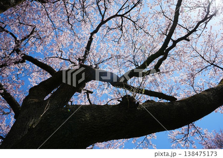 山梨県 神代公園 山高神代桜の風景 山梨県 神代公園 山高神代桜の風景 138475173