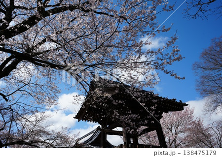 山梨県 神代公園 山高神代桜の風景 138475179