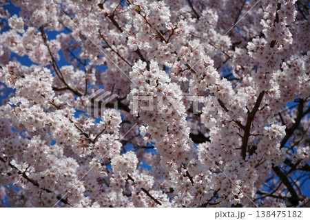 山梨県 神代公園 山高神代桜の風景 山梨県 神代公園 山高神代桜の風景 138475182