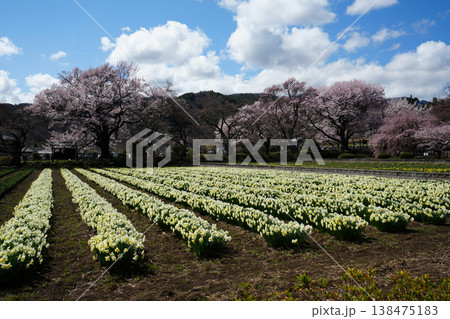 山梨県 神代公園 山高神代桜の風景 山梨県 神代公園 山高神代桜の風景 138475183