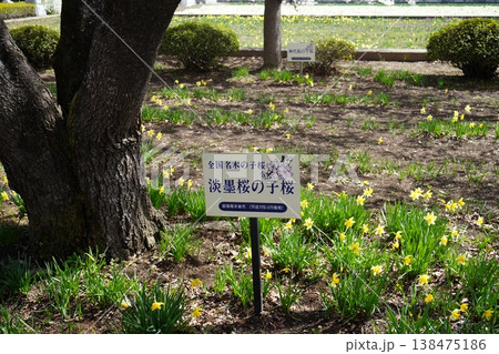 山梨県 神代公園 山高神代桜の風景 山梨県 神代公園 山高神代桜の風景 138475186