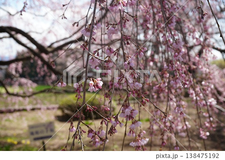 山梨県 神代公園 山高神代桜の風景 138475192