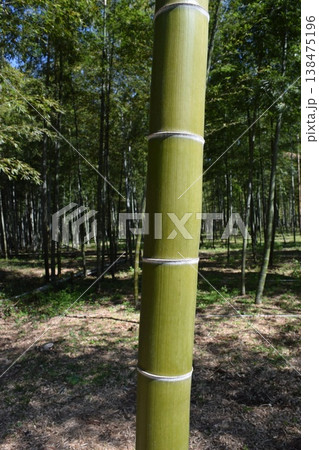 春の竹林 春の竹林 138475196