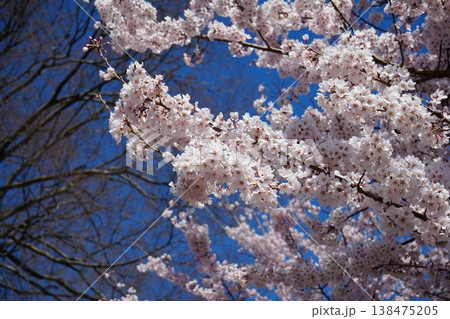 山梨県 神代公園 山高神代桜の風景 山梨県 神代公園 山高神代桜の風景 138475205