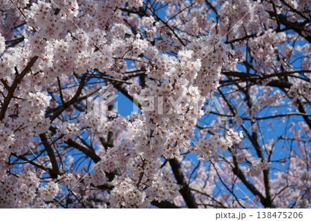 山梨県 神代公園 山高神代桜の風景 138475206