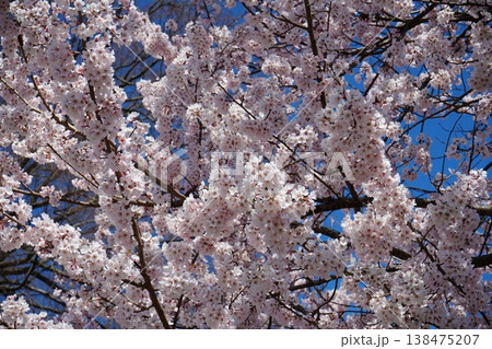 山梨県 神代公園 山高神代桜の風景 138475207