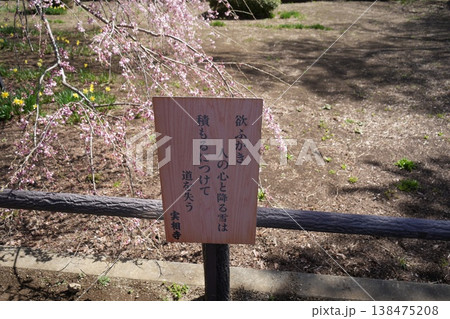 山梨県 神代公園 山高神代桜の風景 山梨県 神代公園 山高神代桜の風景 138475208