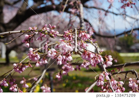 山梨県 神代公園 山高神代桜の風景 山梨県 神代公園 山高神代桜の風景 138475209