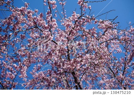 山梨県 神代公園 山高神代桜の風景 山梨県 神代公園 山高神代桜の風景 138475210