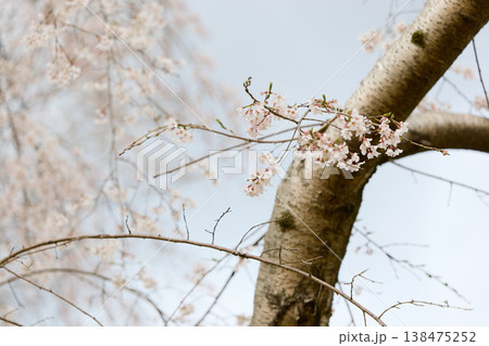 桜のアップ 138475252