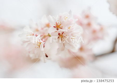 桜のアップ 桜のアップ 138475253