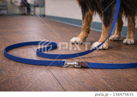 Blue Dog Leash Resting on Wooden Floor Blue Dog Leash Resting on Wooden Floor 138475635