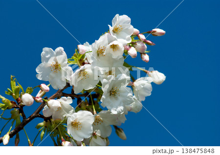 桜 山桜(やまざくら) 桜 山桜(やまざくら) 138475848