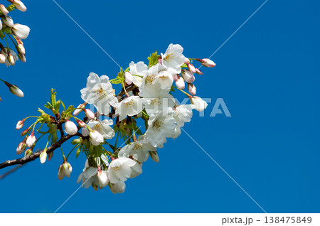 桜 山桜(やまざくら) 138475849
