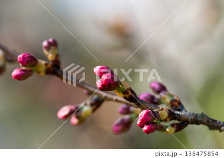 桜 思川桜(おもいがわざくら)の蕾 138475854