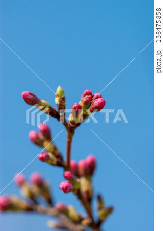 桜 思川桜(おもいがわざくら)の蕾 138475858