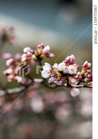 桜 染井吉野(そめいよしの) 138475867