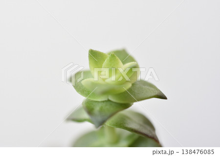 南十字星 138476085