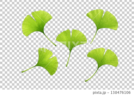 Ginkgo leaf watercolor illustration, multiple natural leaf elements, simple plant arrangement of fresh green leaves. 138476106