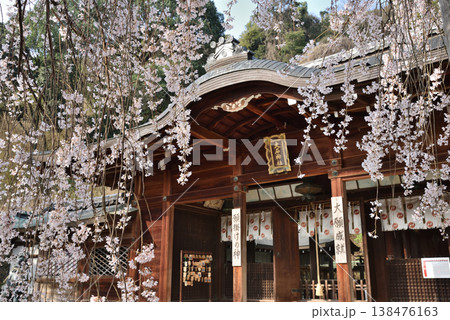 大石神社と大石桜(京都市山科区) 138476163