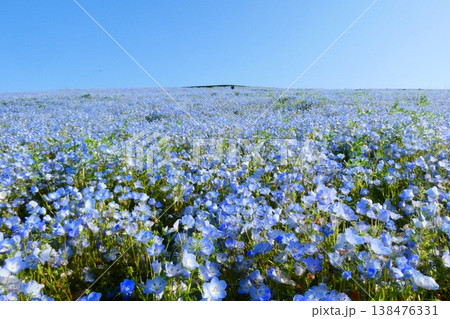 ひたち海浜公園のネモフィラ 138476331
