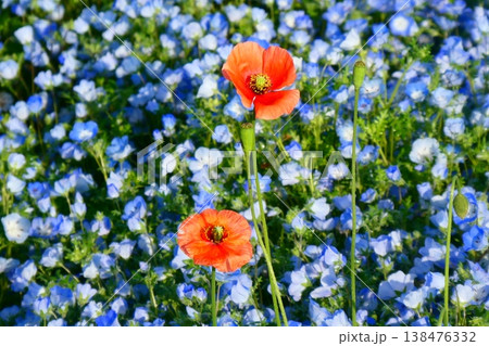 ひたち海浜公園のネモフィラとひなげし ひたち海浜公園のネモフィラとひなげし 138476332