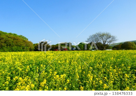 ひたち海浜公園の菜の花 138476333