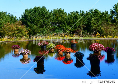 ひたち海浜公園　水の上の花たち 138476343