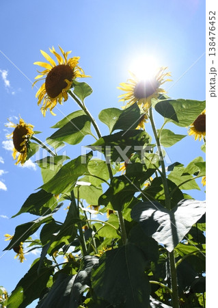 向日葵、真夏の花、太陽 138476452