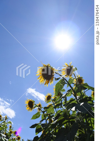 向日葵、真夏の花、太陽 138476454