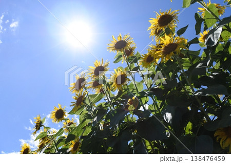 向日葵、真夏の花、太陽 138476459