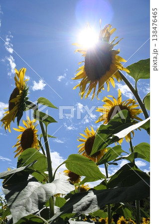 向日葵、真夏の花、太陽 向日葵、真夏の花、太陽 138476465