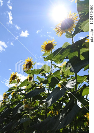 向日葵、真夏の花、太陽 向日葵、真夏の花、太陽 138476466