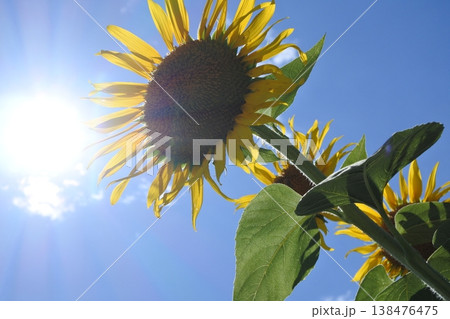 向日葵、真夏の花、太陽 向日葵、真夏の花、太陽 138476475