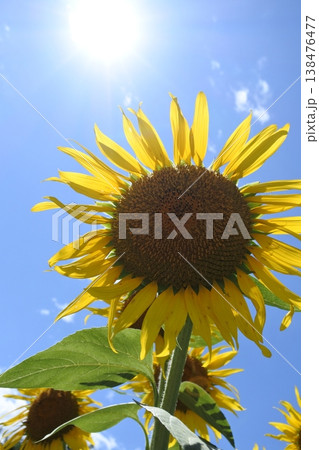 向日葵、真夏の花、太陽 138476477