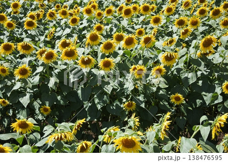 向日葵、真夏の花、ひまわり畑 向日葵、真夏の花、ひまわり畑 138476595