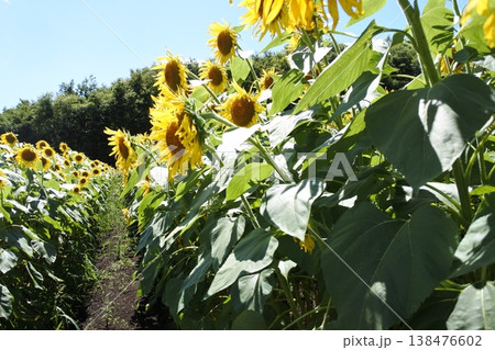 向日葵、真夏の花、ひまわり畑 向日葵、真夏の花、ひまわり畑 138476602