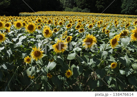 向日葵、真夏の花、ひまわり畑 向日葵、真夏の花、ひまわり畑 138476614